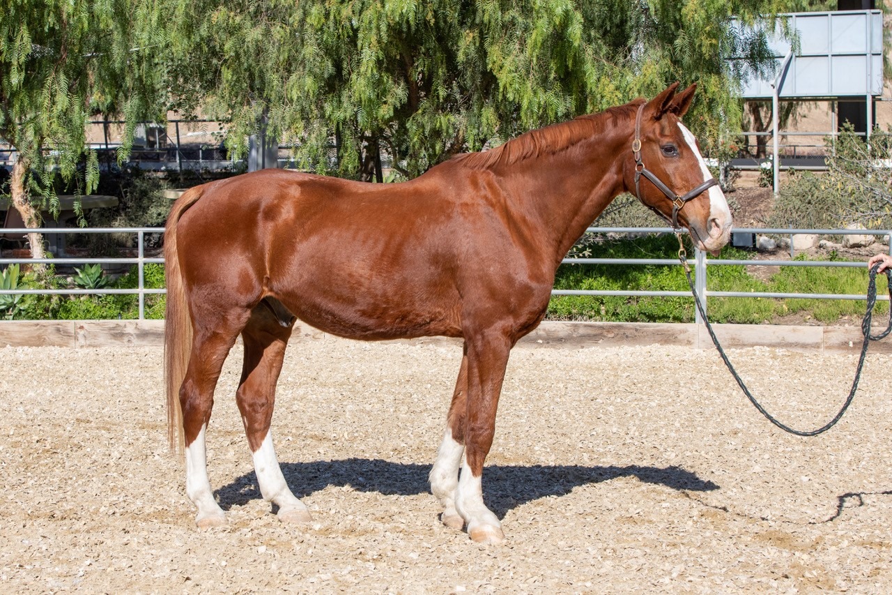 Shadow - Shadow Hills Equestrian Center is now Silver Inspiration Ranch ...