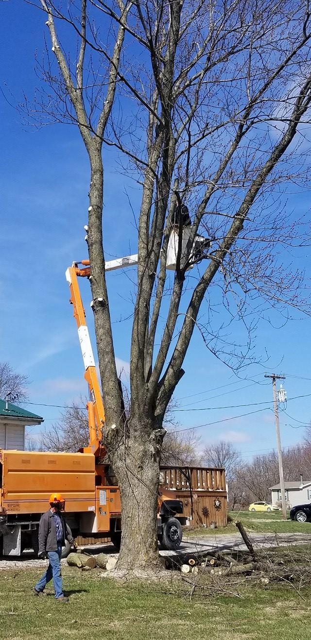 Roy's Tree Service | Hannibal MO