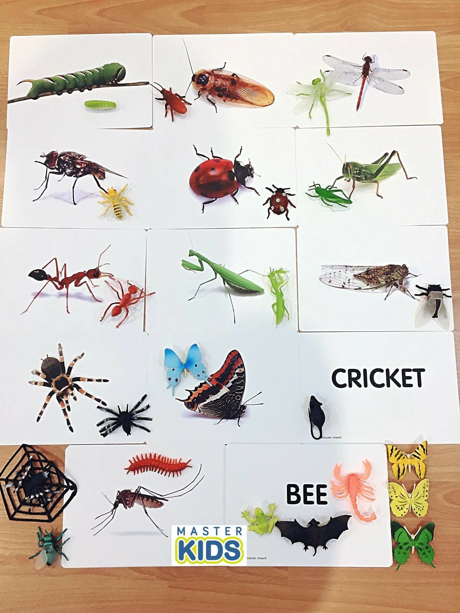 Master Kids - 🐛Hello Insects World🐛🦋🐞🐝...