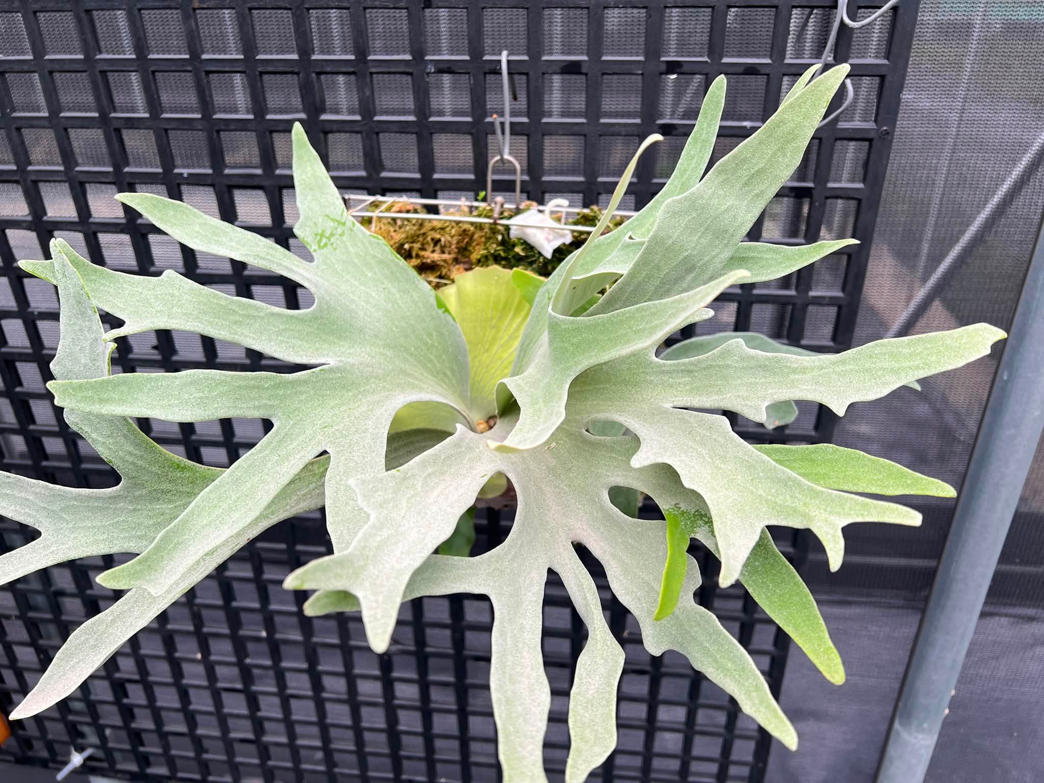 晴花鹿苑 - Yellow moon x FSQ sporeling 極美品