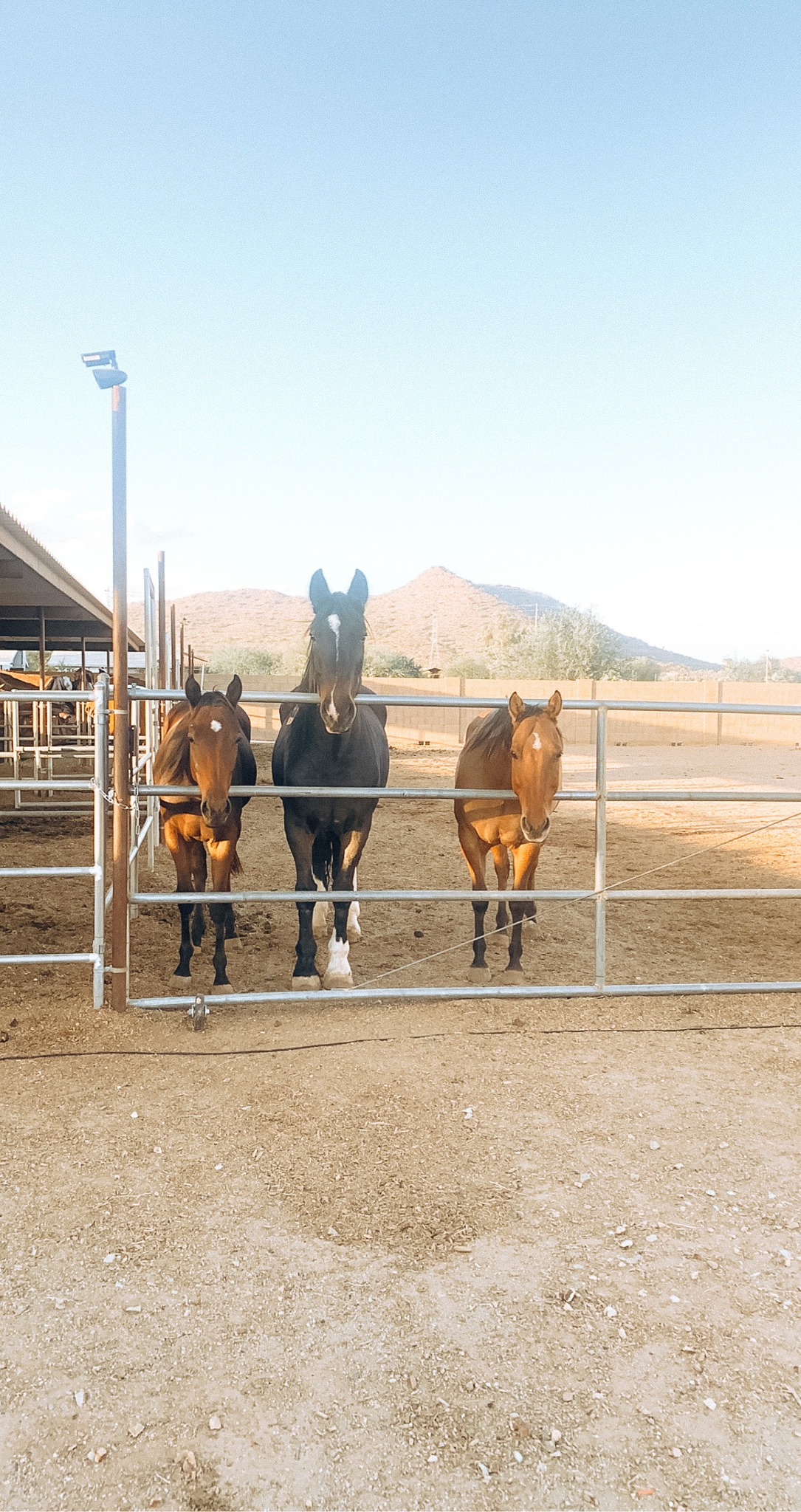 Reid Ranch and Rescue added a new... - Reid Ranch and Rescue