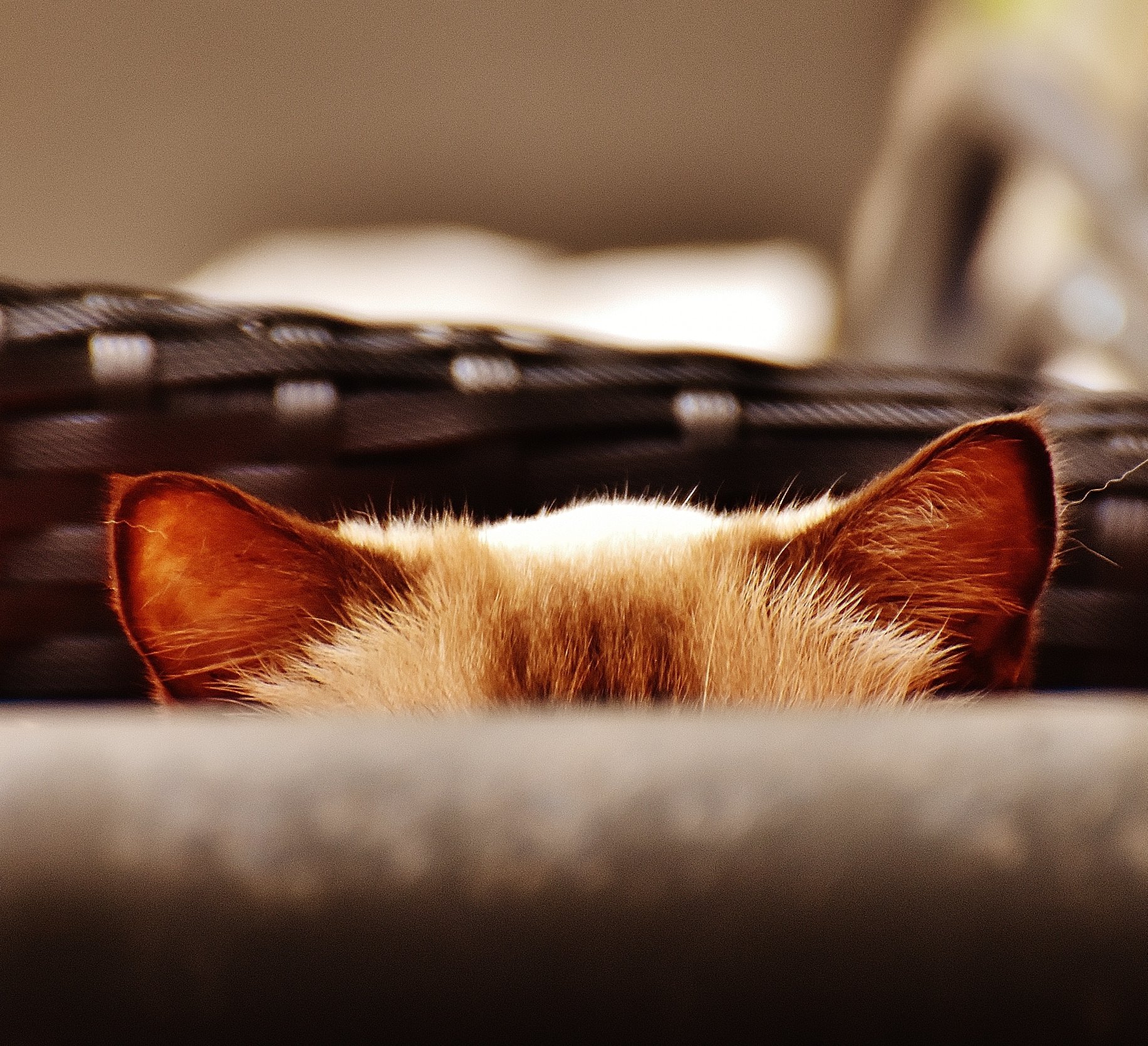 Intersand En Prevision De La Journee International Du Chat Nous Cherchons Le Plus Beau Et Le Meilleur Chat De Notre Communaute Publier La Photo De Votre Chat En Commentaire Dites Nous Pourquoi