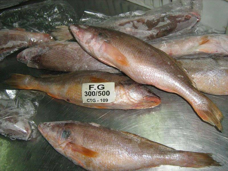 Taz Sea Fish Supplier | Chittagong