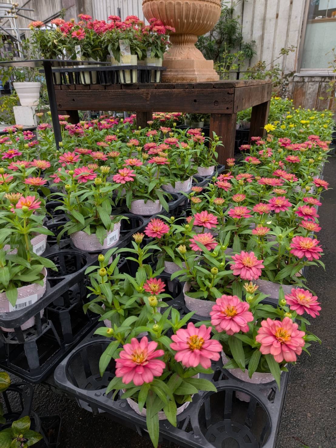 赤塚 植物園 ffc パビリオン