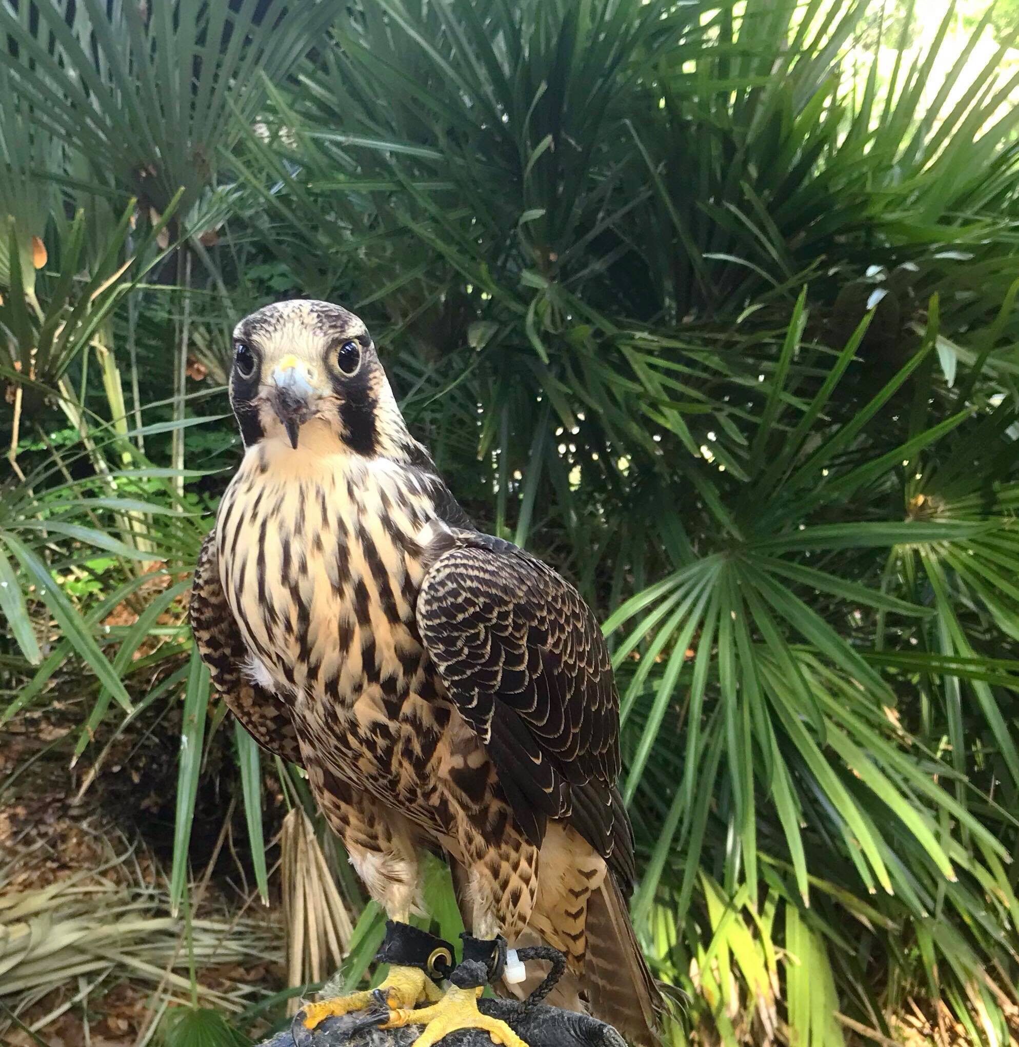 Wild Raptor Sanctuary | Clearwater FL