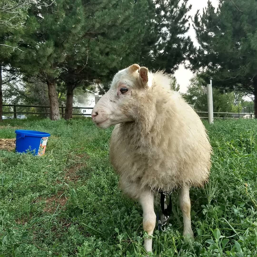 This is Shackleton, he may look like... - The Farm Chronicles | Facebook