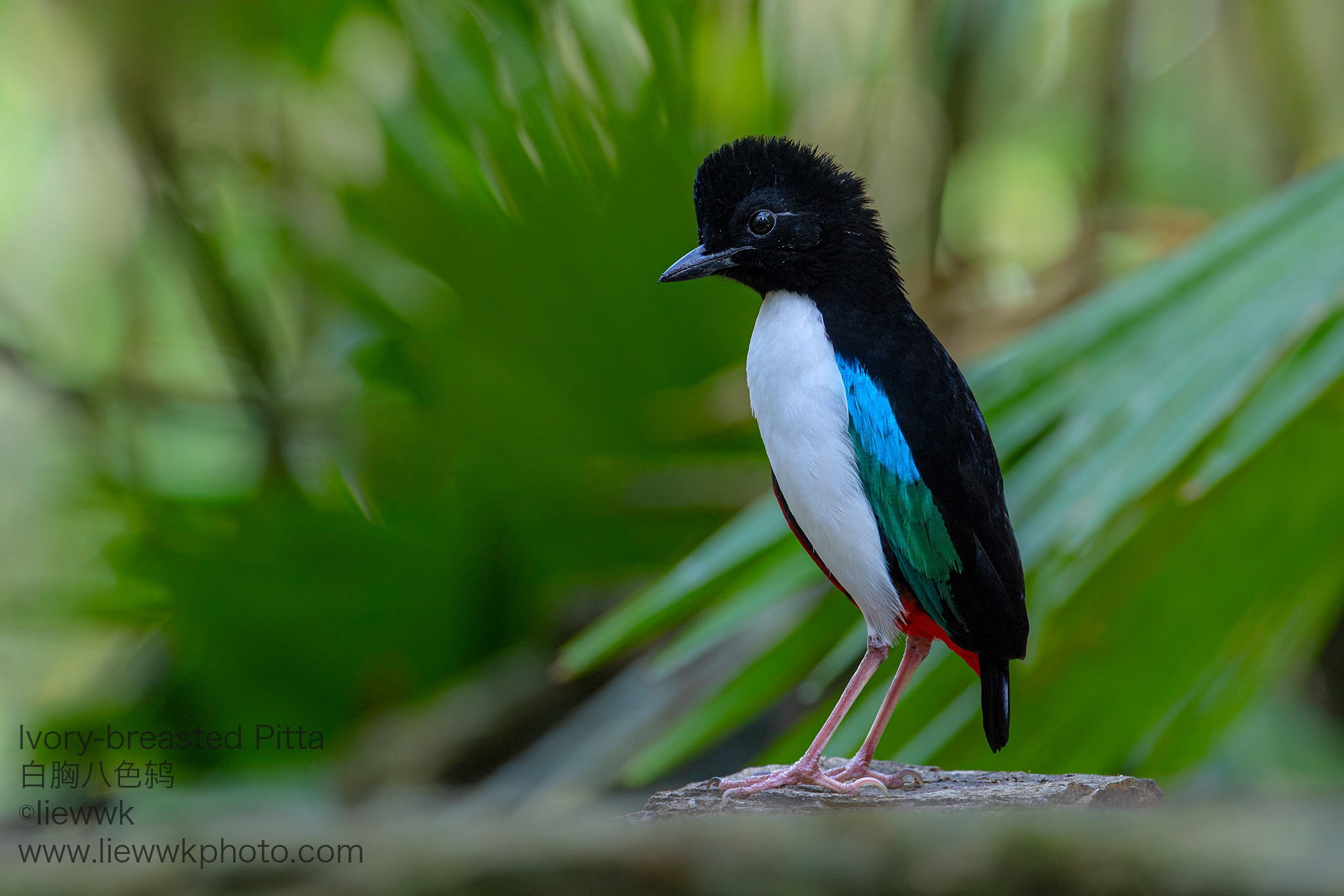 鳥剥製】アオミミゴシキドリ yellow-eared barbet 標本 鳥剥製】アオ