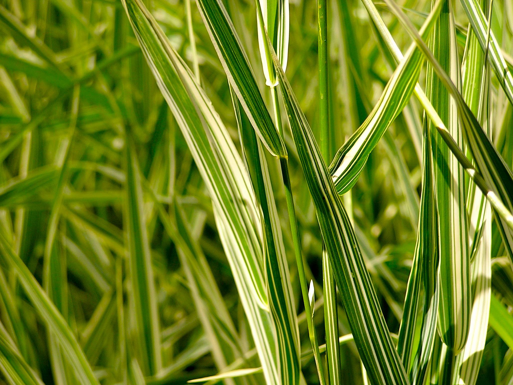 Ribbongrass is a great example... - ODA Noxious Weed Program | Facebook