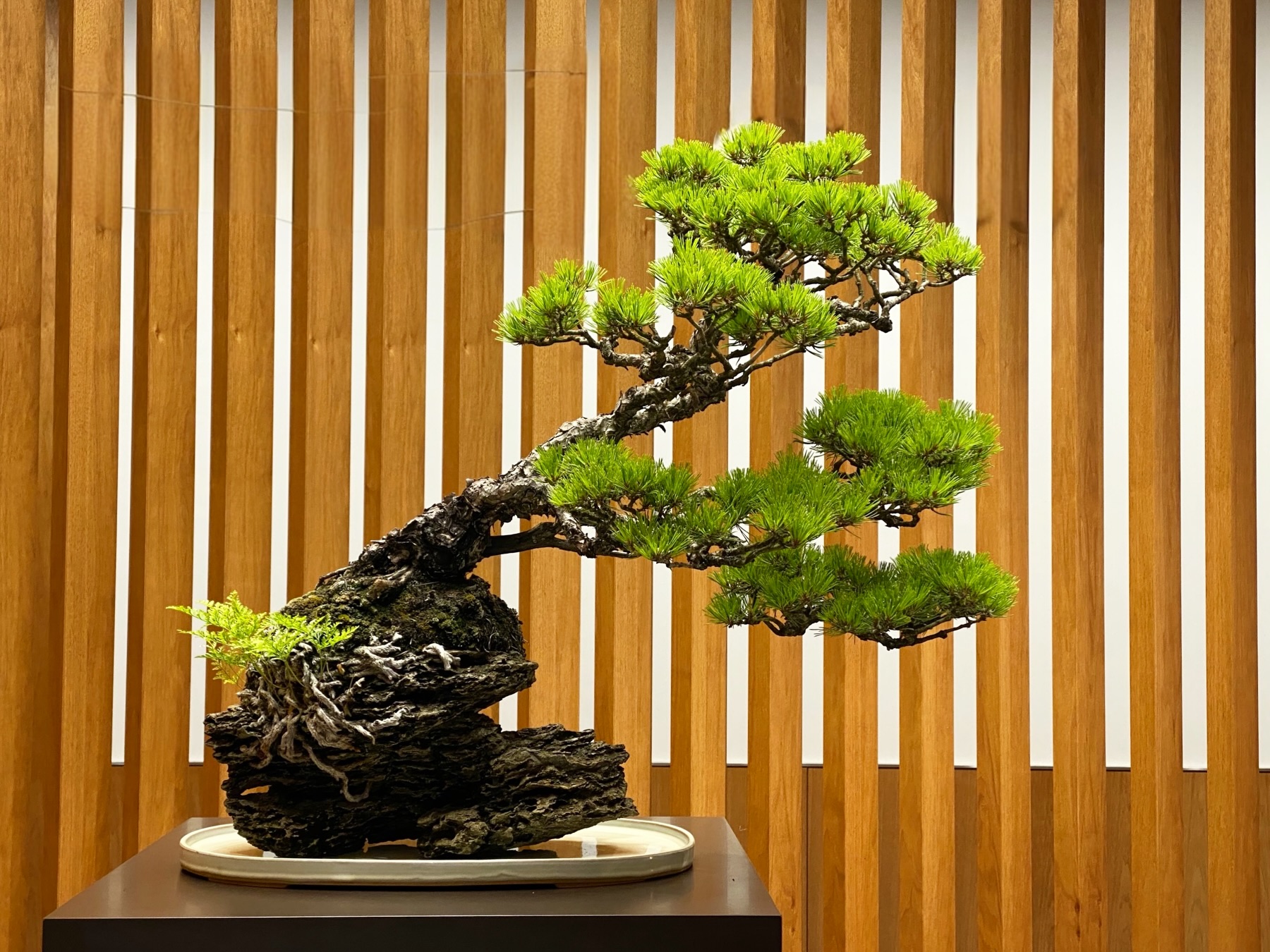 酒井盆栽株式会社 - ヤマコウバシ #盆栽 #bonsai #sakaibonsai #酒井