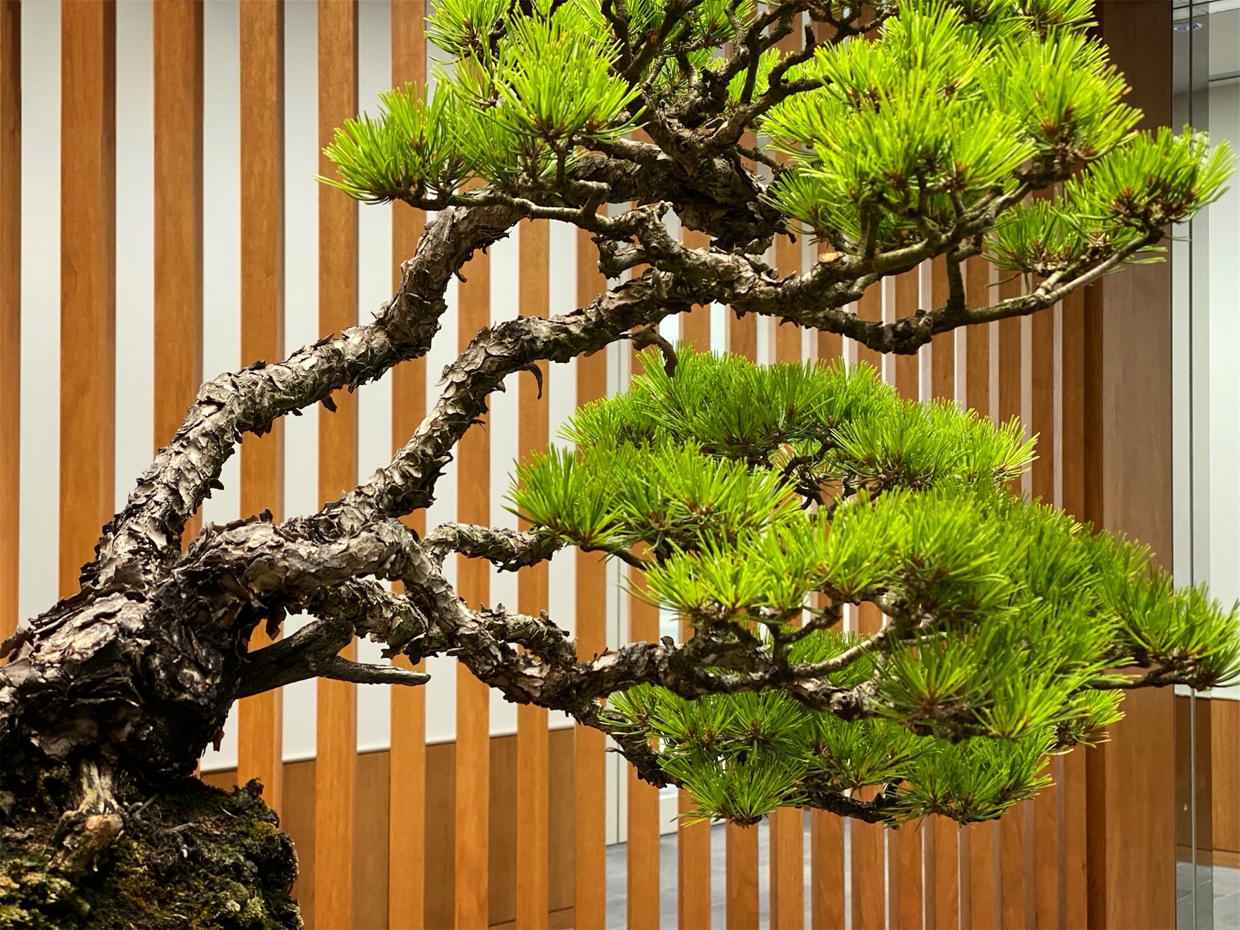 酒井盆栽株式会社 - ヤマコウバシ #盆栽 #bonsai #sakaibonsai #酒井