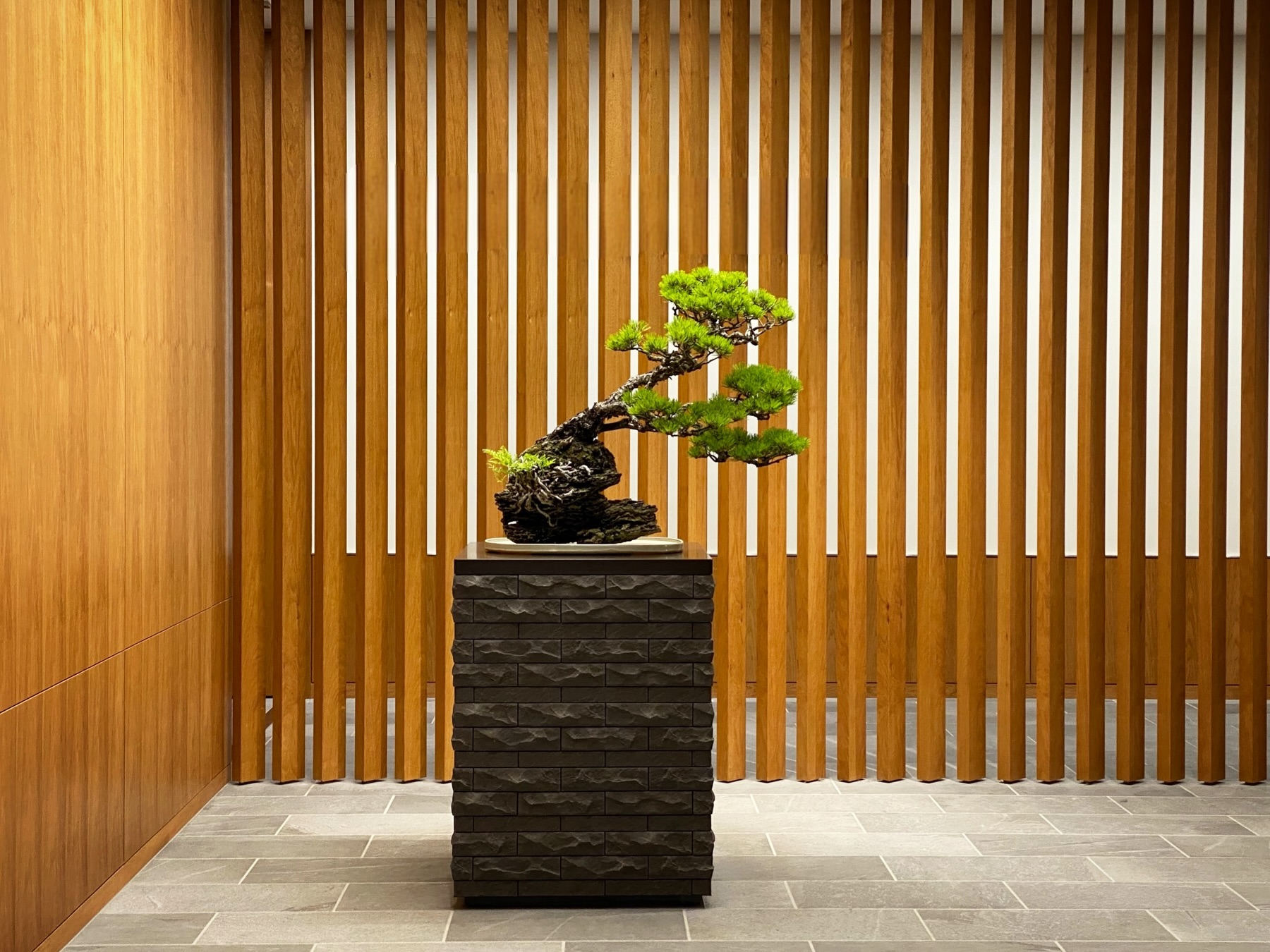 酒井盆栽株式会社 - ヤマコウバシ #盆栽 #bonsai #sakaibonsai #酒井