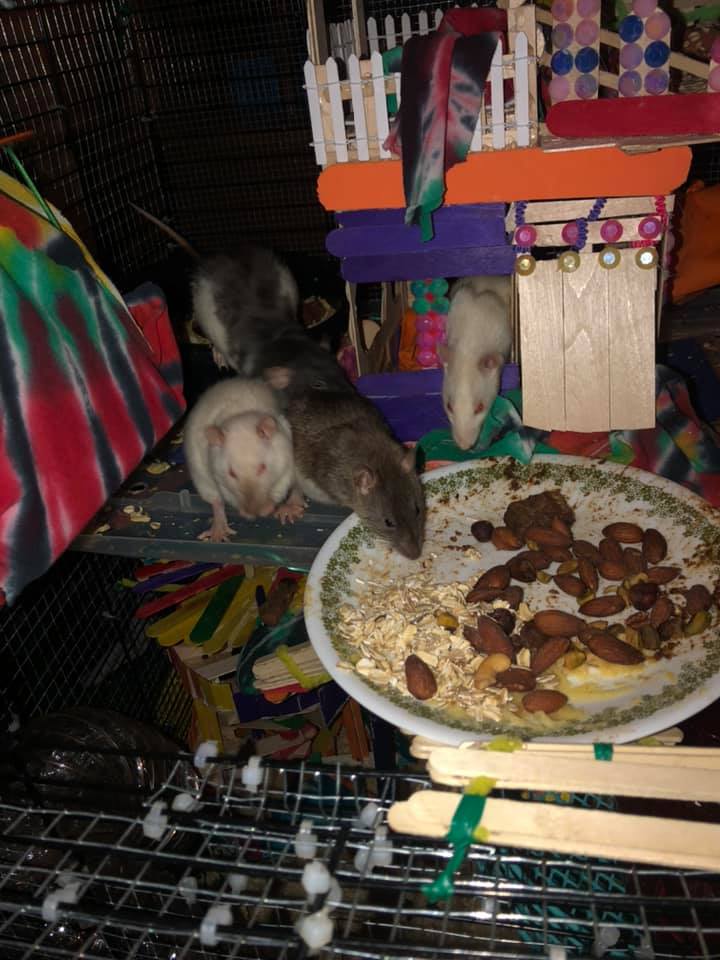 Muskegon mischeif rats