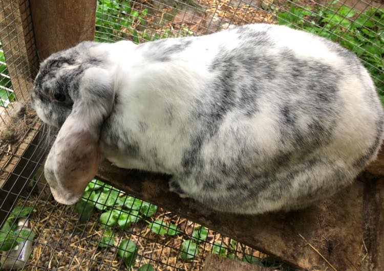 Ya think Comanche might... - Bear Creek Rabbits & Homestead