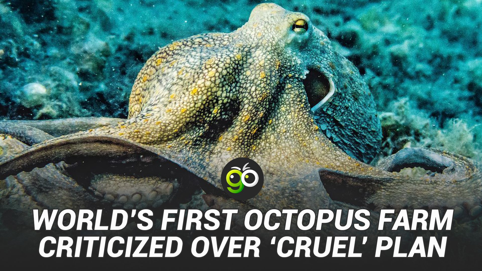 Global Onlooker - World’s first octopus farm criticized...