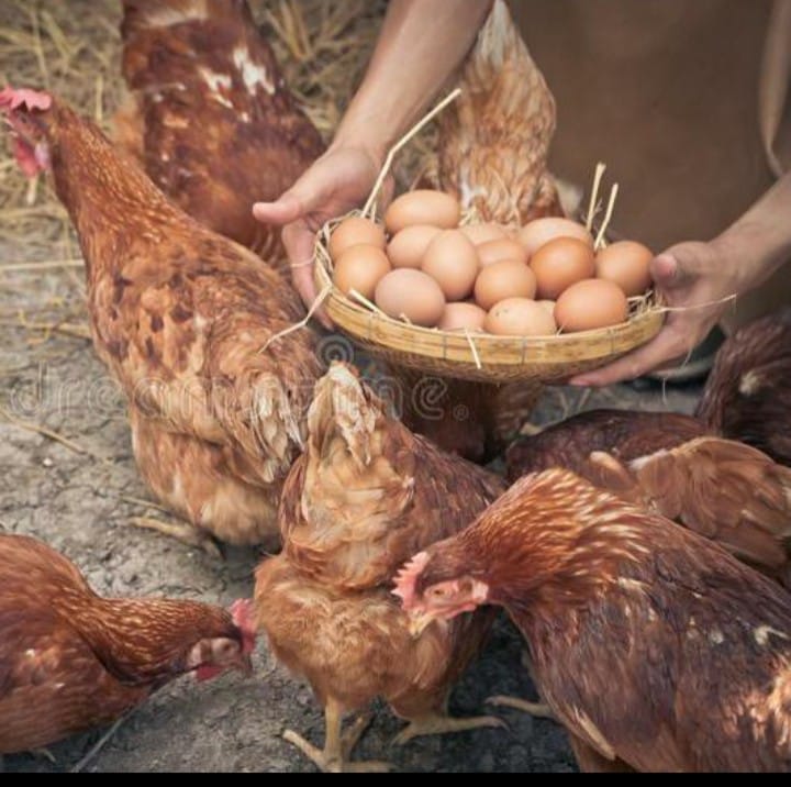 Hatching Factory