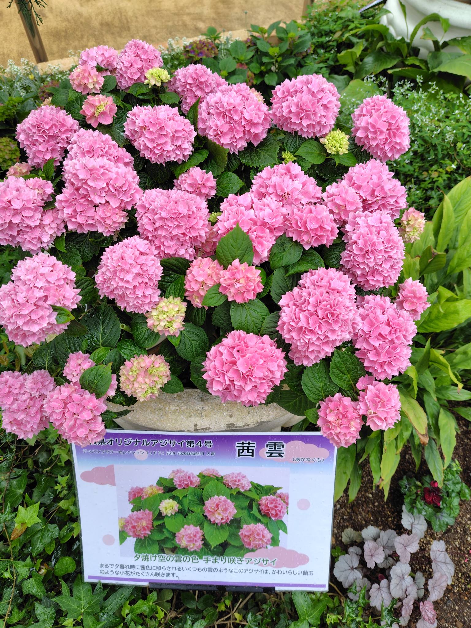 しまね花の郷」にて島根県オリジナルアジサイの展示風景。☺