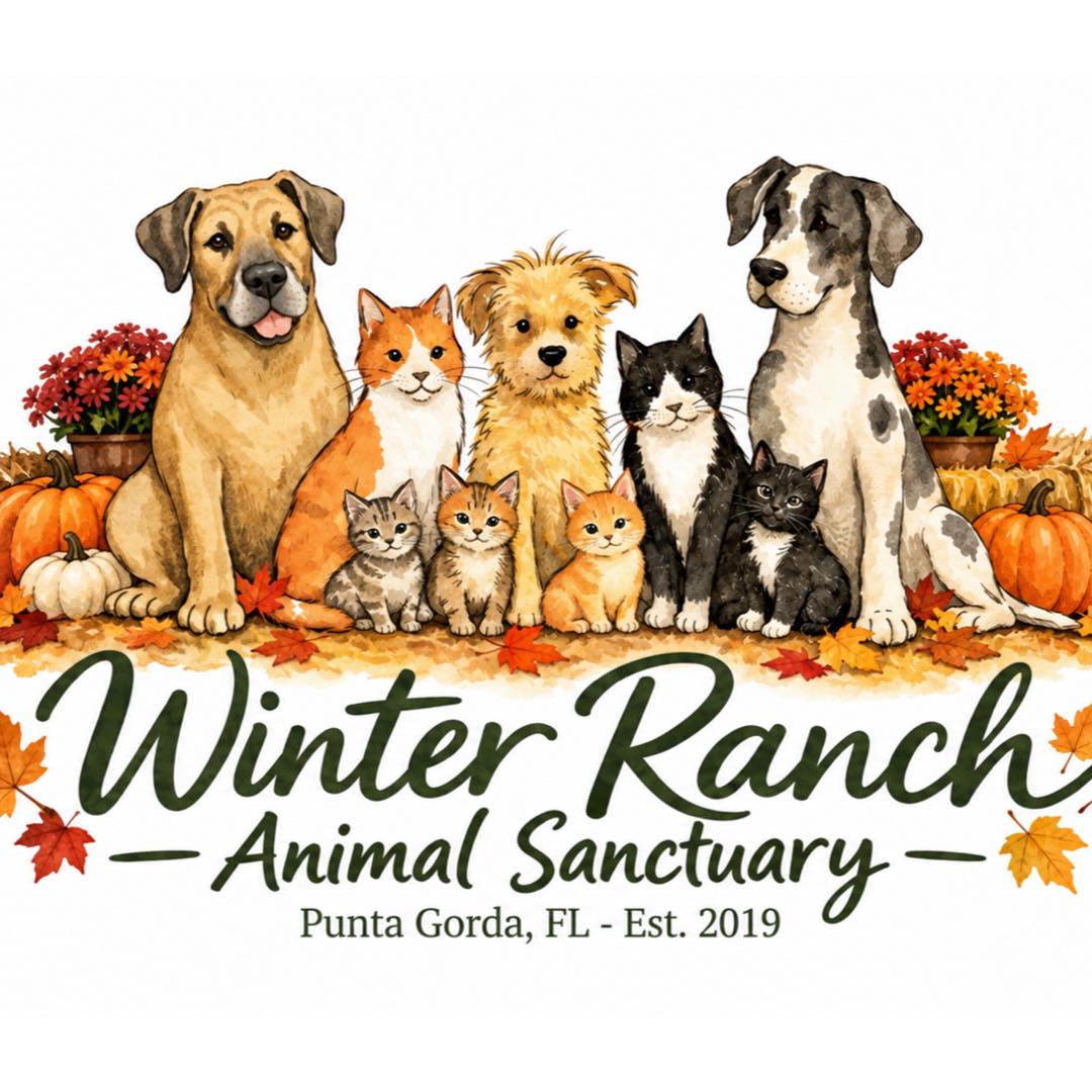 Sugar is ready... - Winter Ranch Animal Sanctuary - WR Danes | Facebook