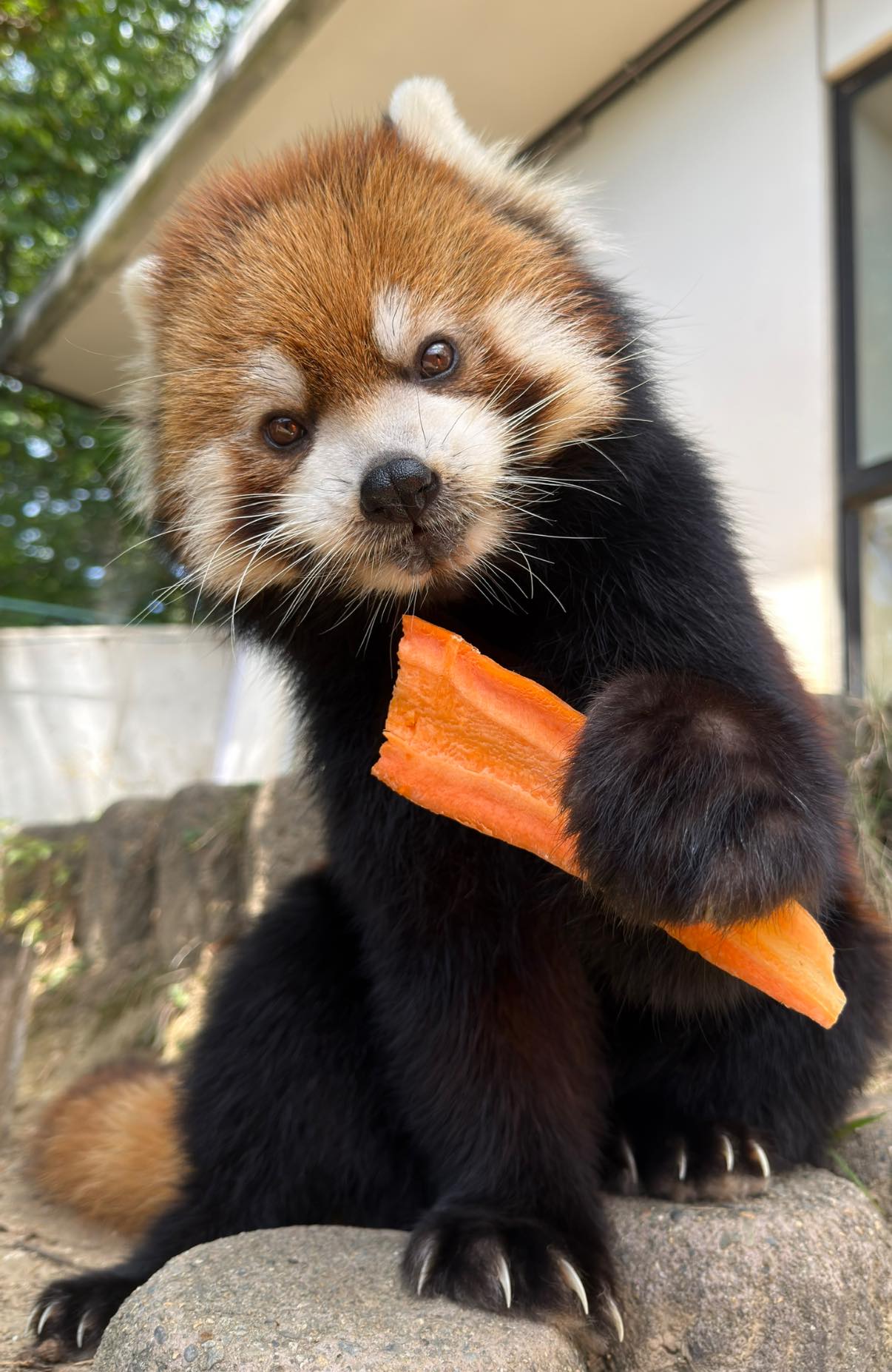 レッサーパンダ（西山動物園） added a new photo.