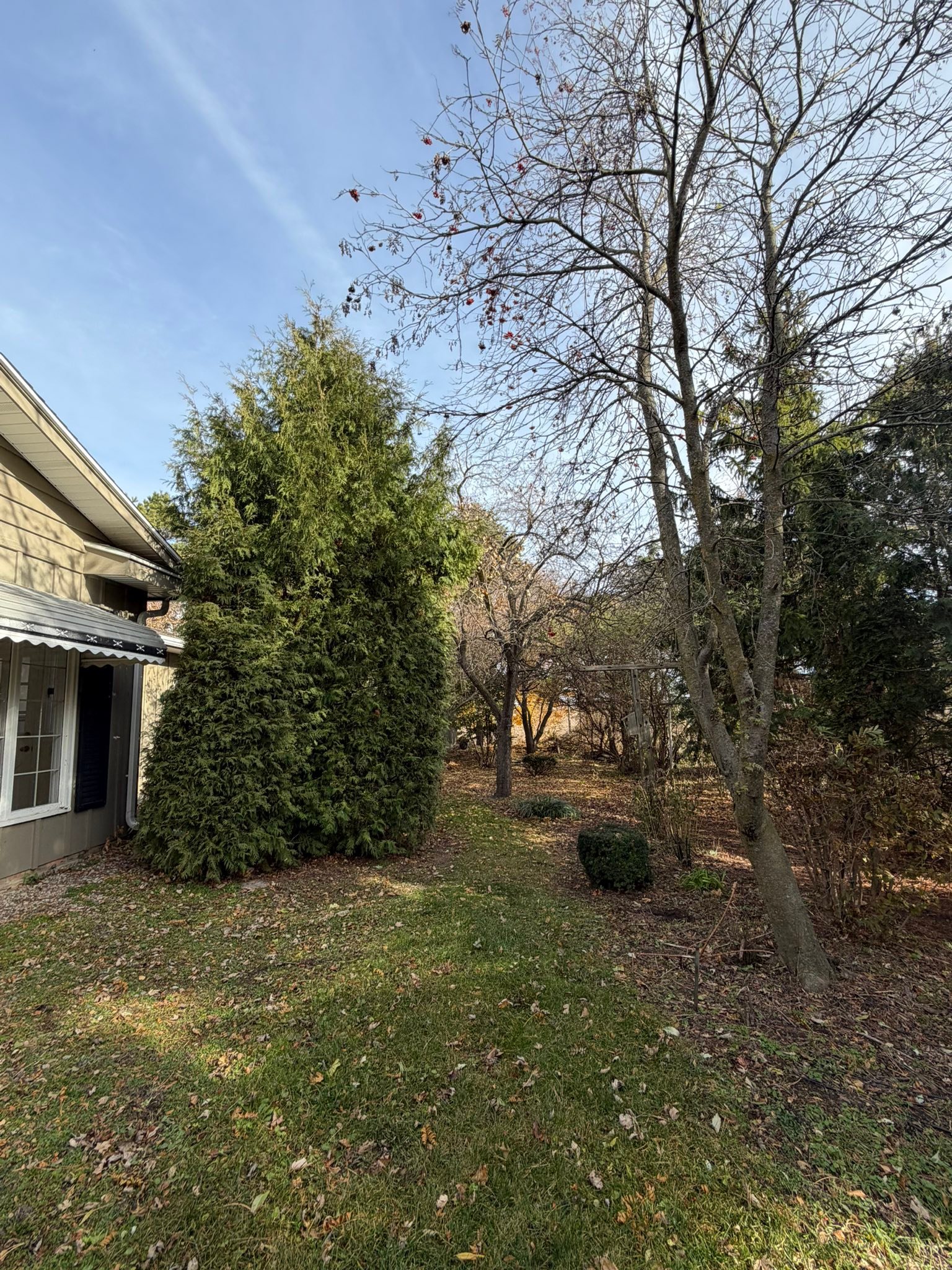 Patriot Tree LLC | Sebewaing MI