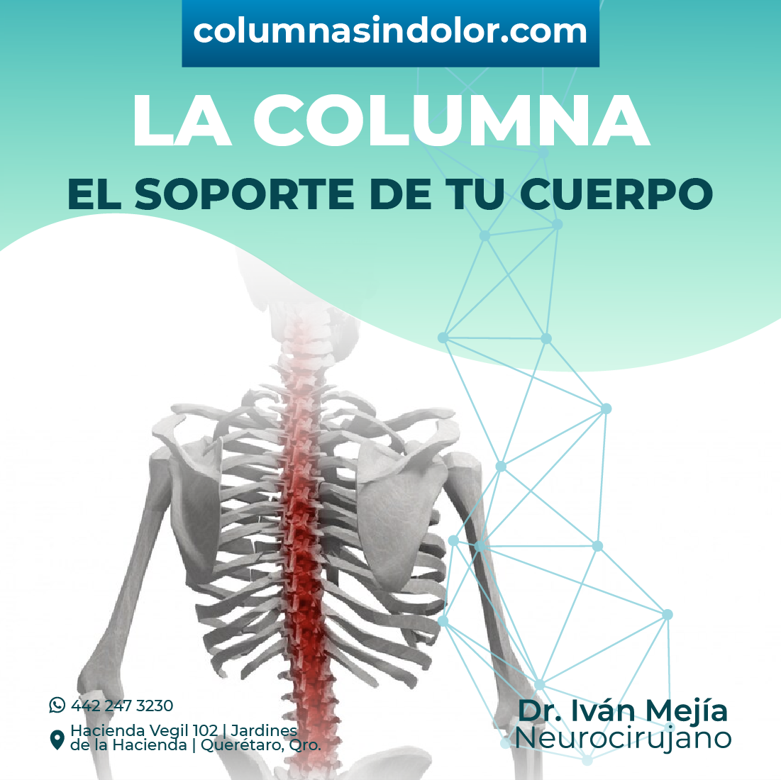 🩻🩻La columna vertebral es la estructura principal de soporte del ...