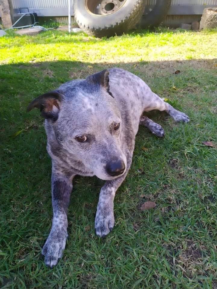 Anyone know where I can catch yakkas on the central coast | Facebook
