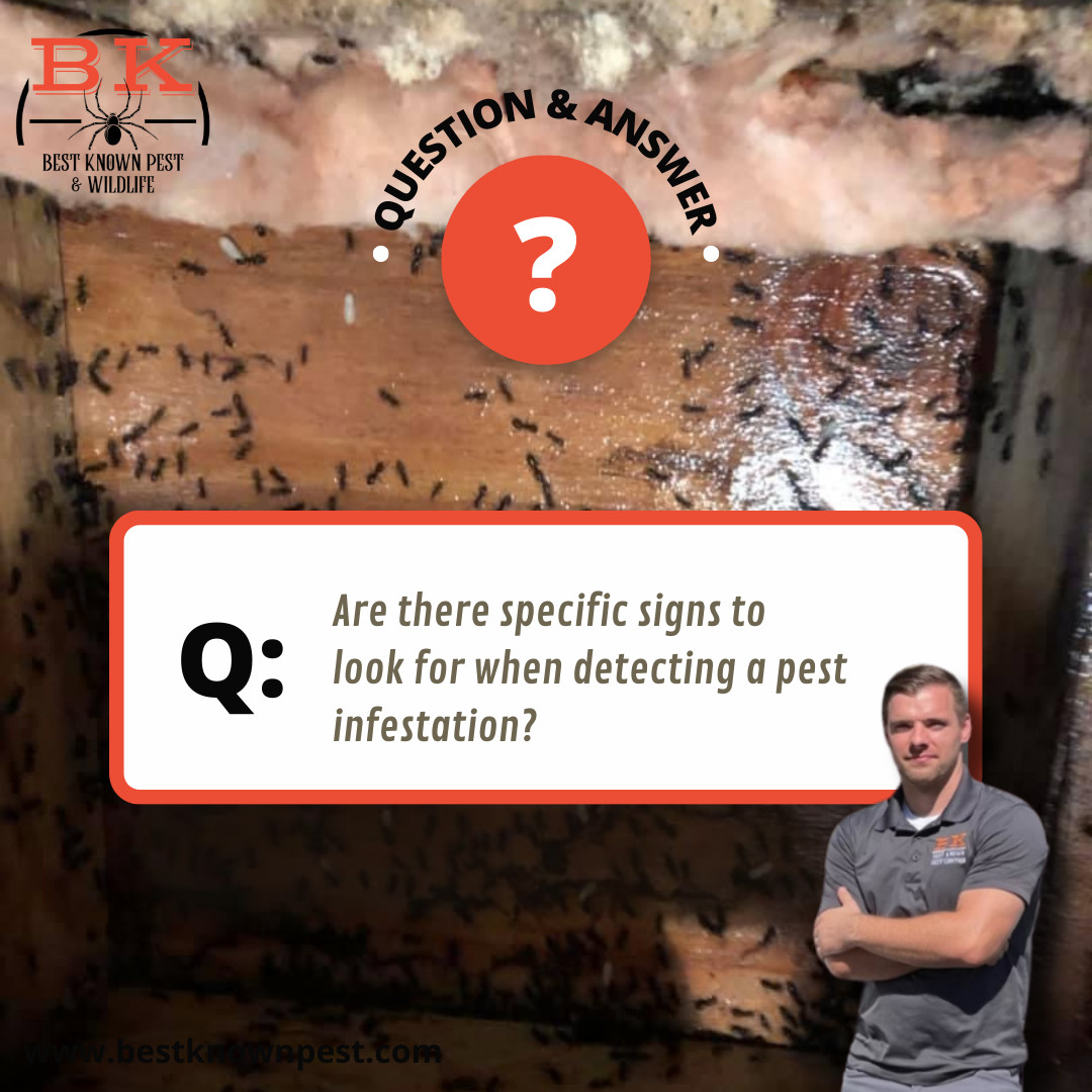 BK - Yes, there are specific signs to look for when detecting a pest ...