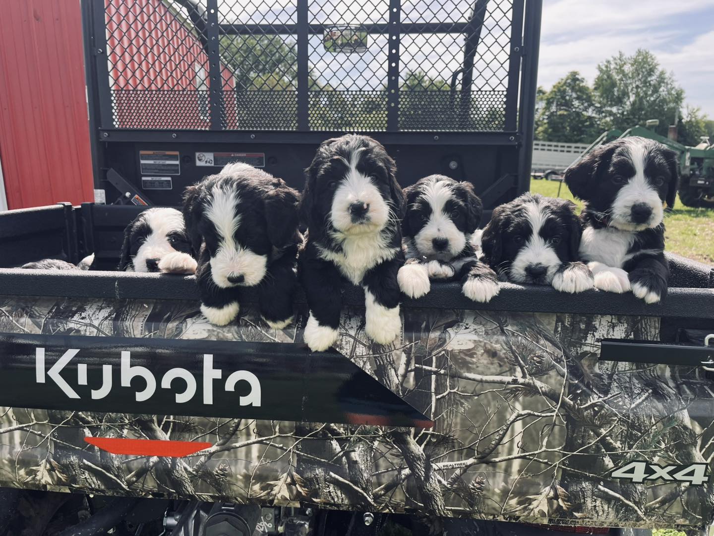 Red Barn Kennels of Indiana | Spencer IN