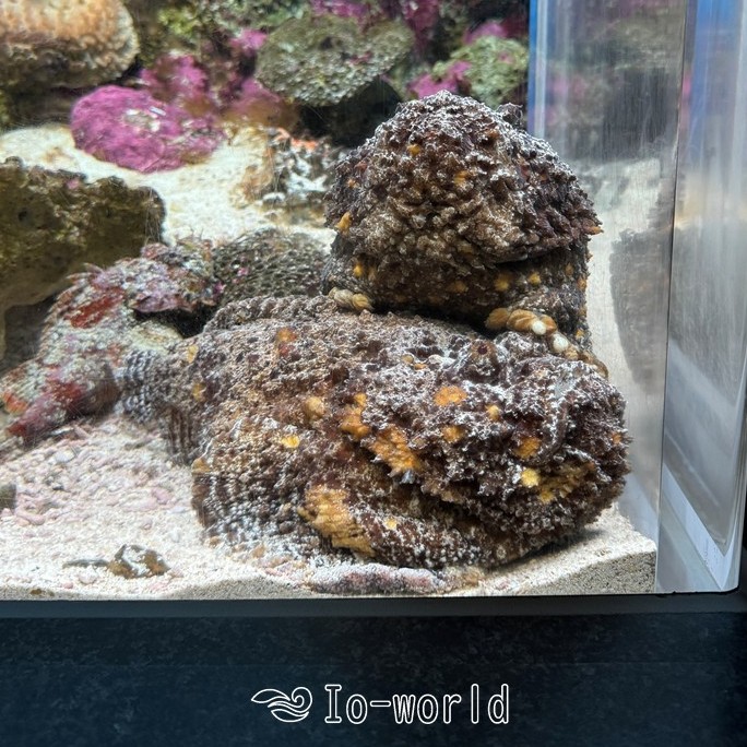 ○サツマハオリムシ○ . 1993年に錦江湾の水深82mで発見されました