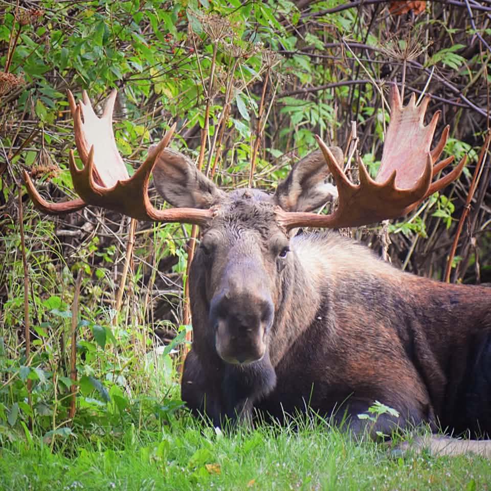 This bull moose was laying down... - Bluemoosephotography89 | Facebook