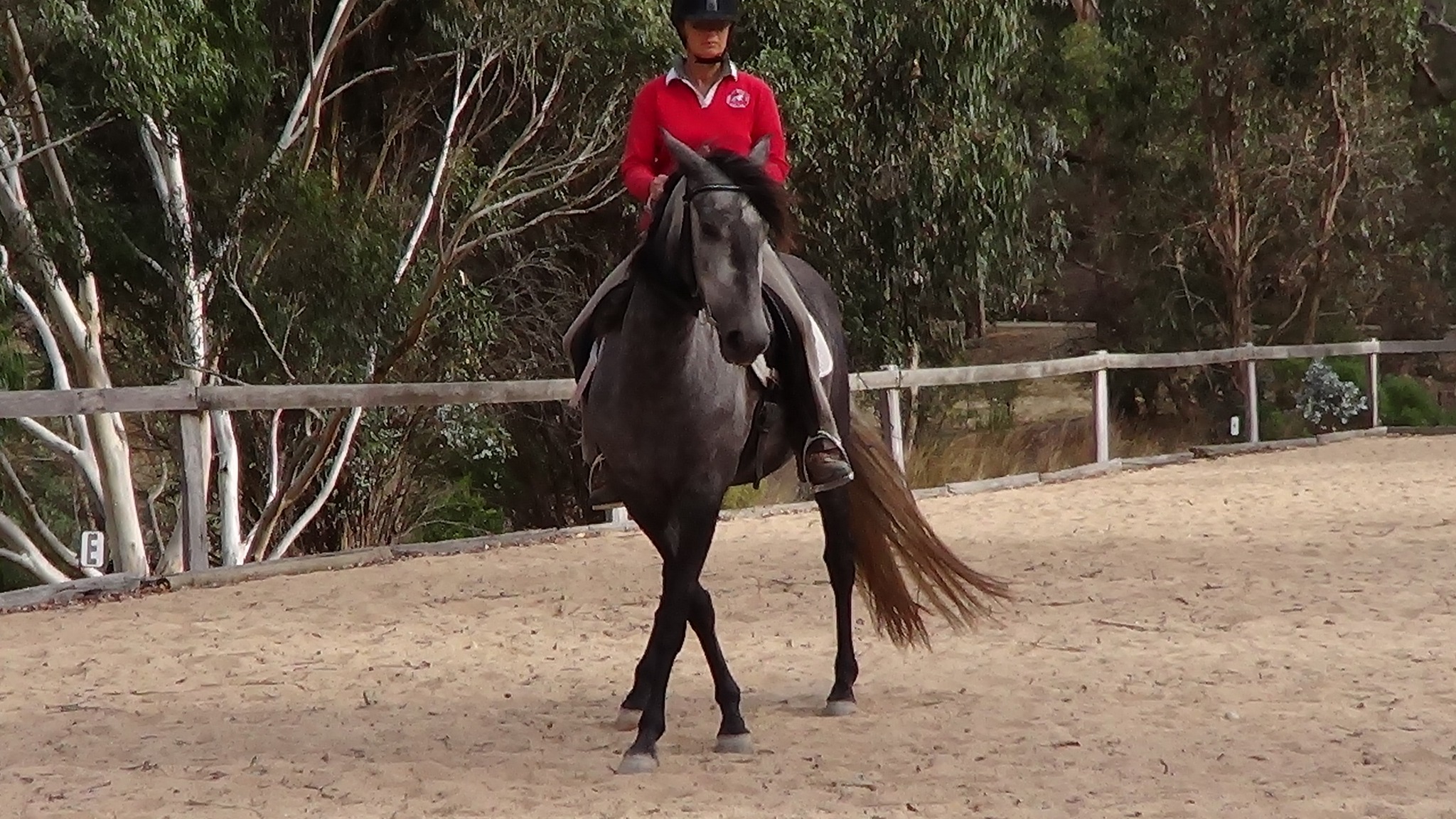 Classical Riding & Dressage - Susie Walker - Légèreté