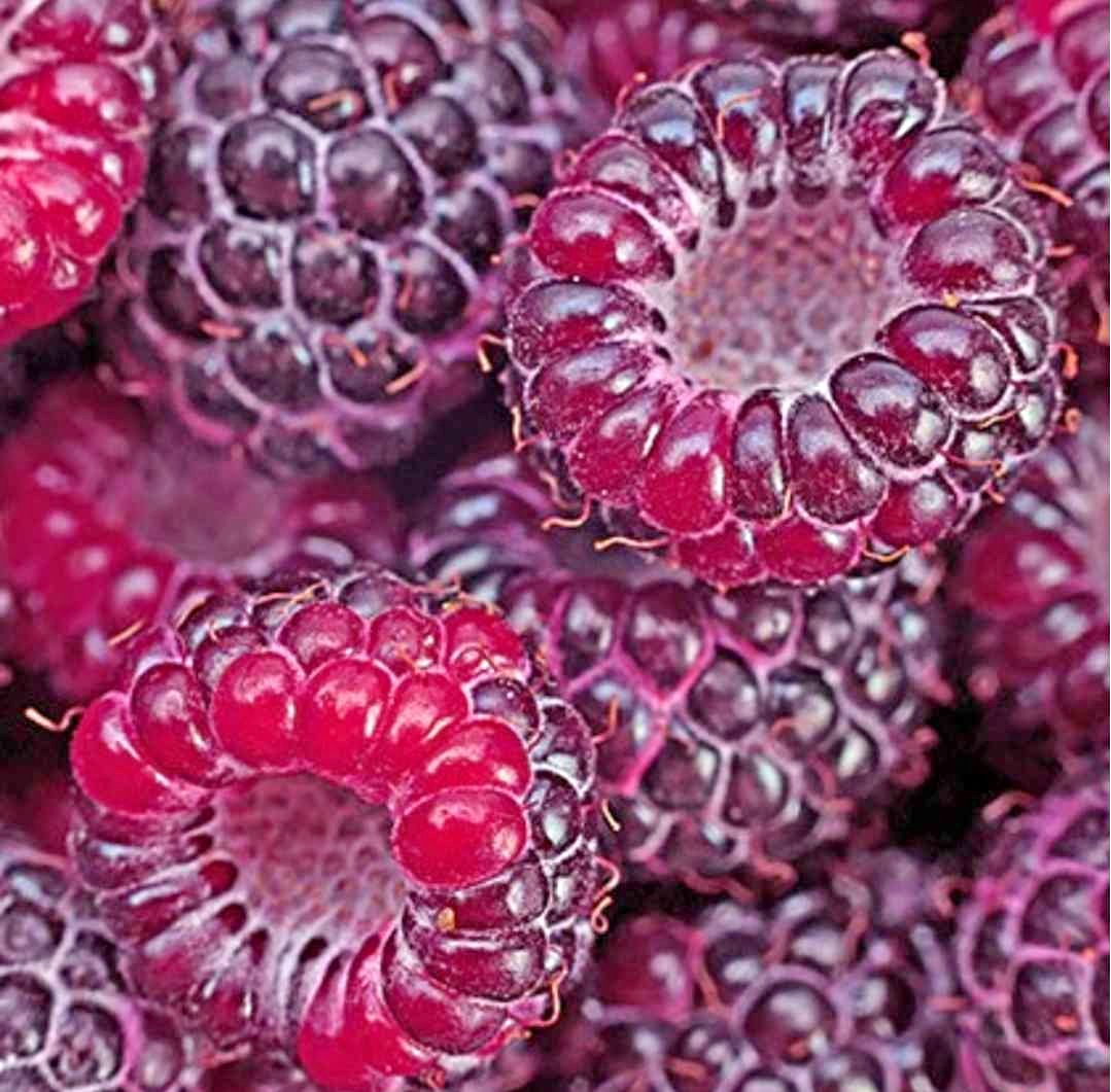 Royalty Purple Raspberry plant starts - Plants & Seedlings - Rogers ...
