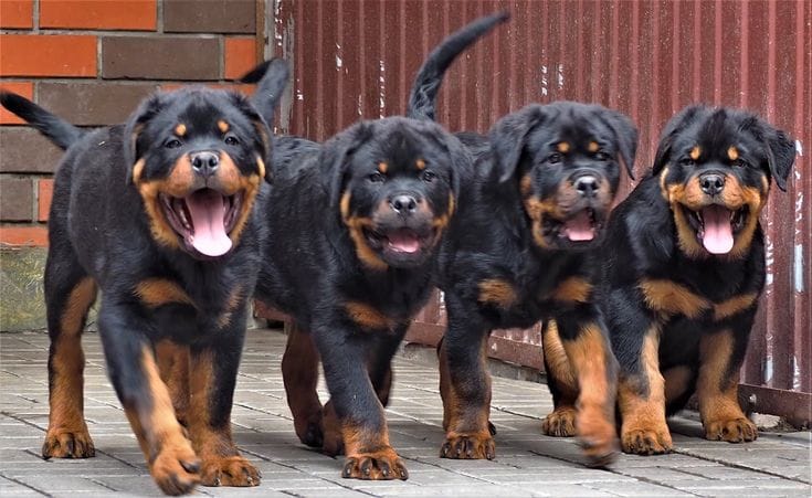 Rottweiler Santo Domingo Este | Facebook