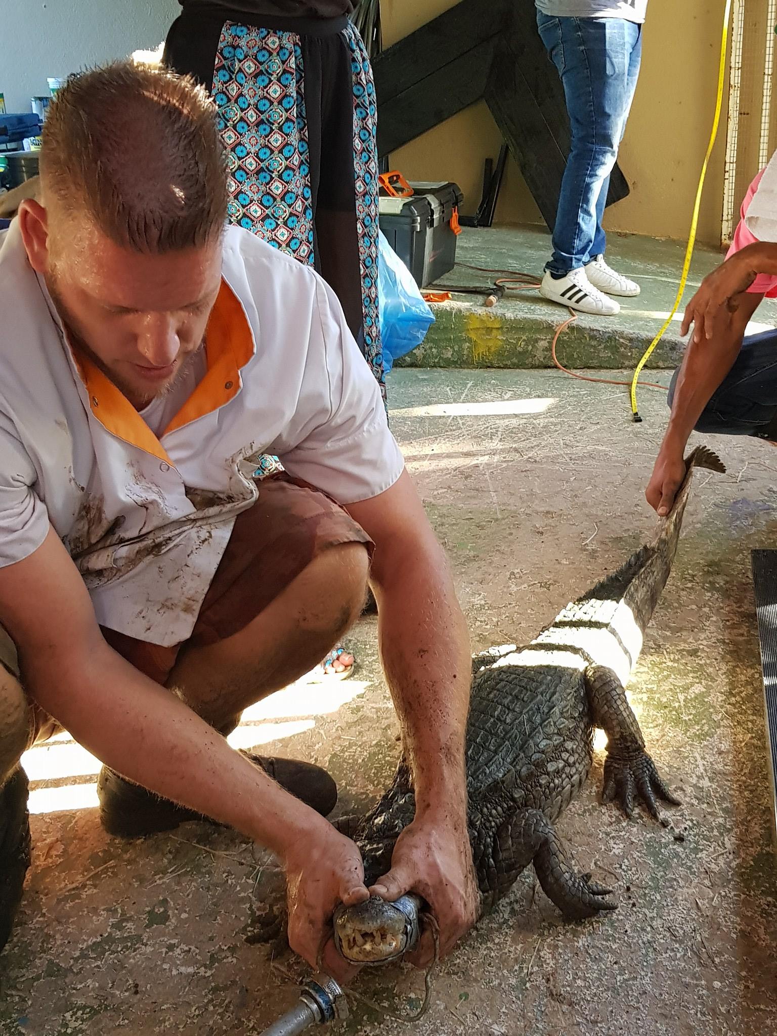 kelvin klow dvm Our very own crocodile dundee . @Sjoerd de Groot from Veterinary Clinic Alablanca Strengths:10 mg ghk-cu copper peptide mechanism serum that leaves skin radiant