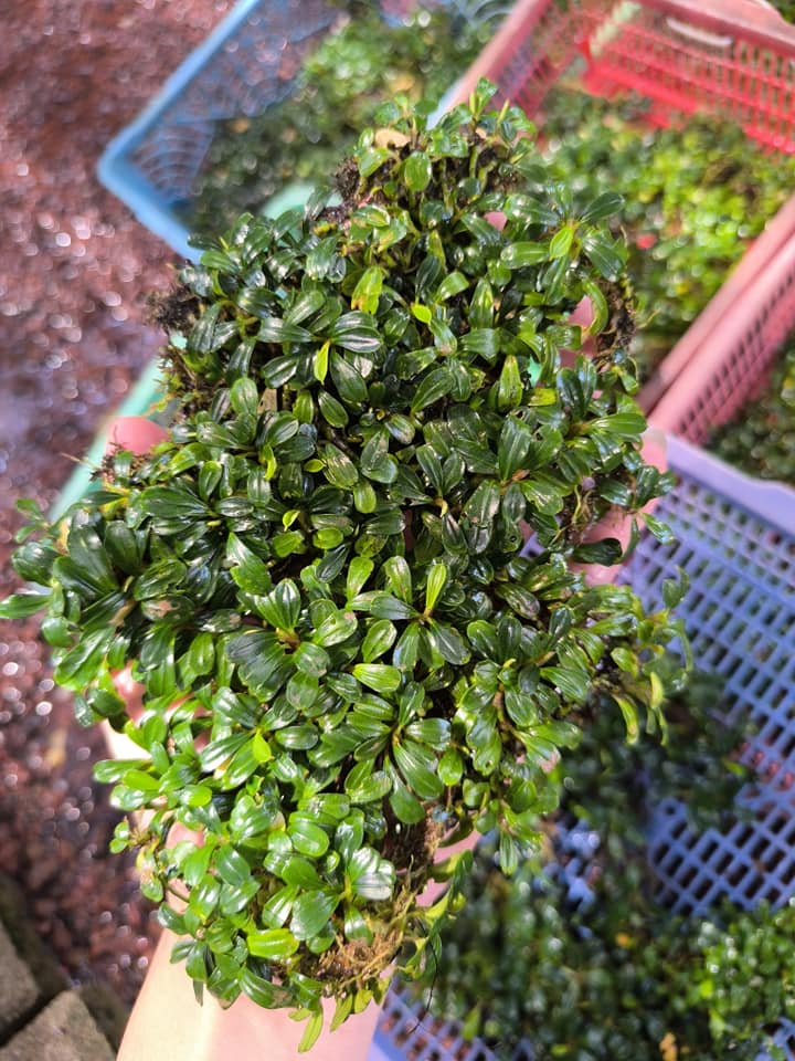 C*❗様 Bucephalandra sp mandau C*❗様 Bucephalandra sp mandau