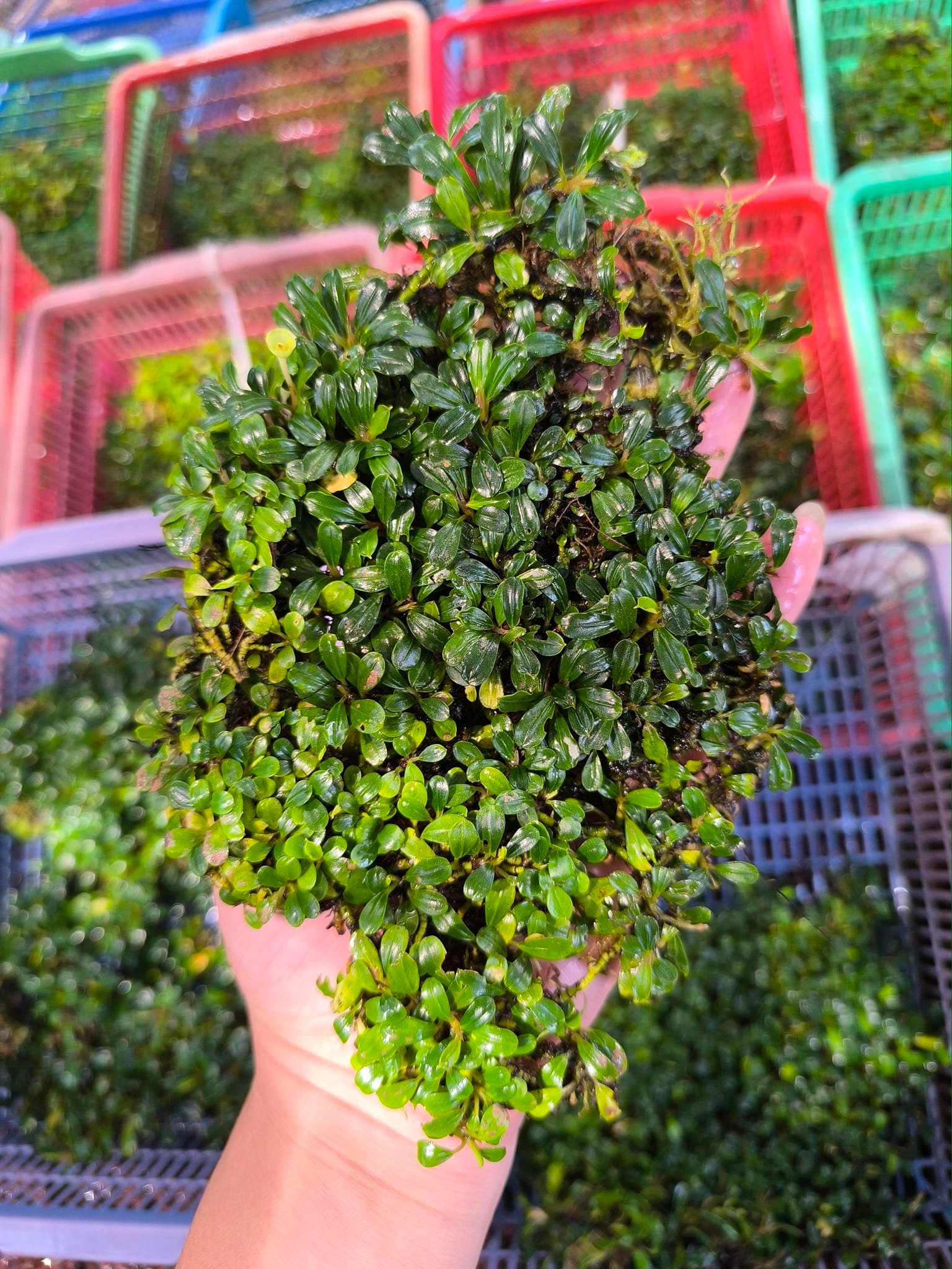Bucephalandra Lamandau Mini, a small and rounded/oval leaves