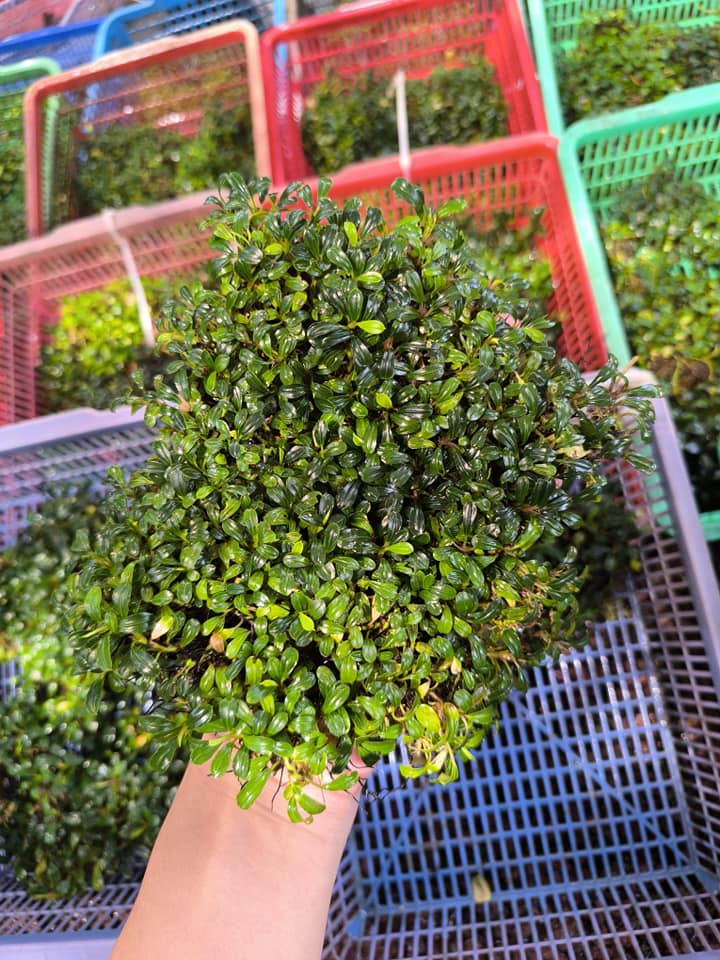 Bucephalandra Lamandau Mini, a small and rounded/oval leaves