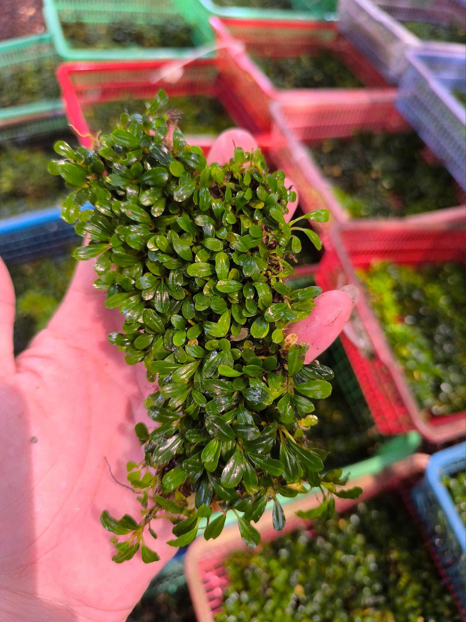 C*❗様 Bucephalandra sp mandau C*❗様 Bucephalandra sp mandau