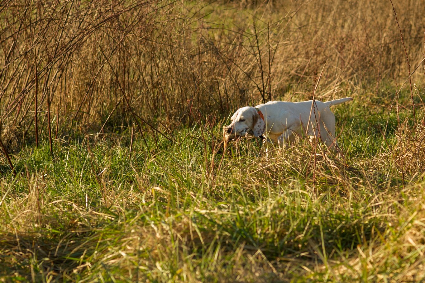 D and T Quail Hunting Home