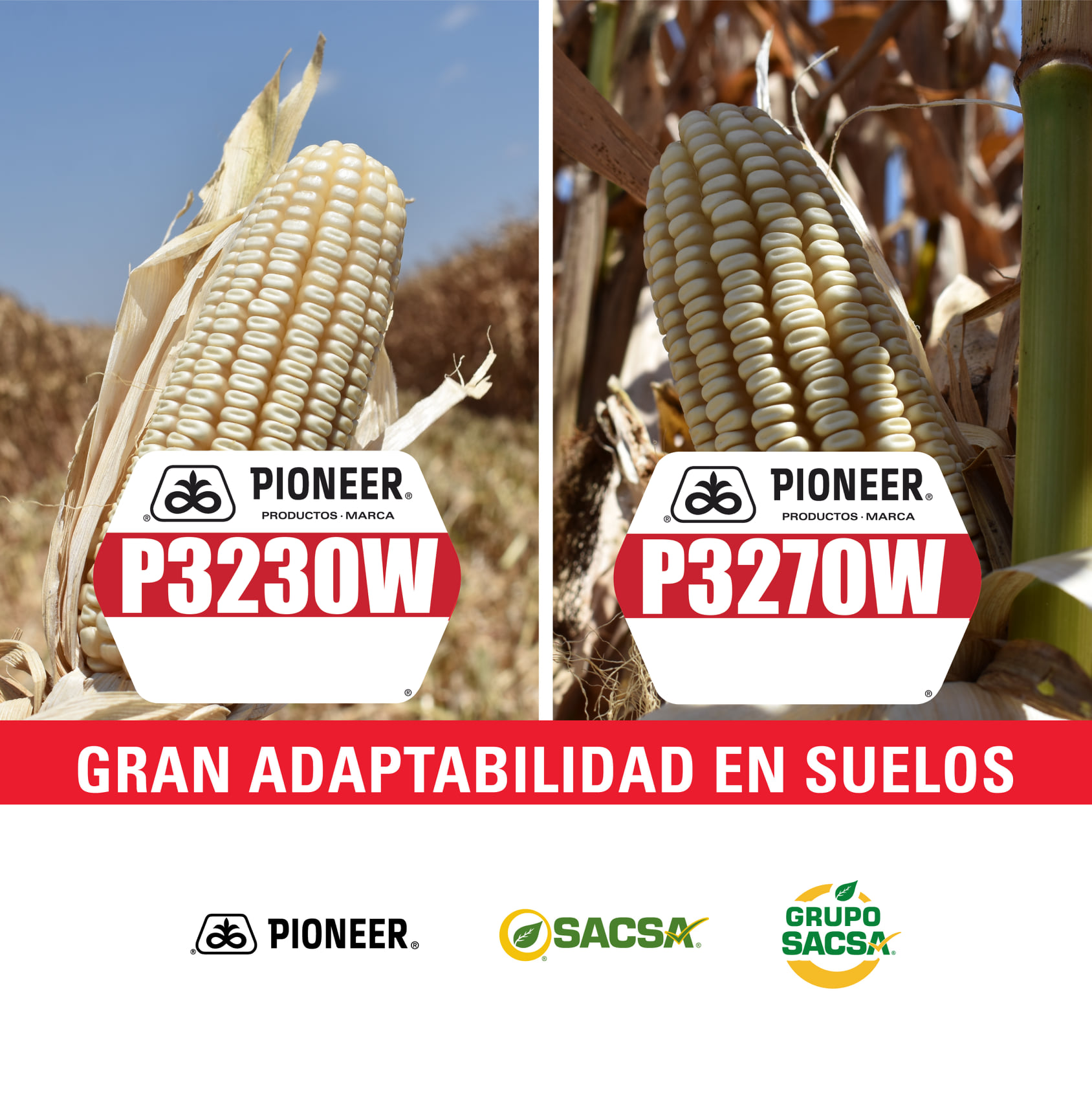 Grupo Sacsa - Fuertes desde la raíz. Nuestras semillas... | Facebook