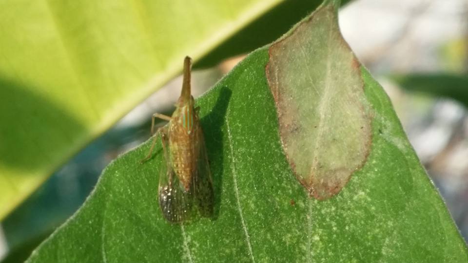 Insect Identification of the Philippines | Hi everyone. Maybe a few ...