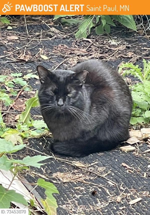 Found black cat in Saint Paul, MN 55116 near Highland/Fairview