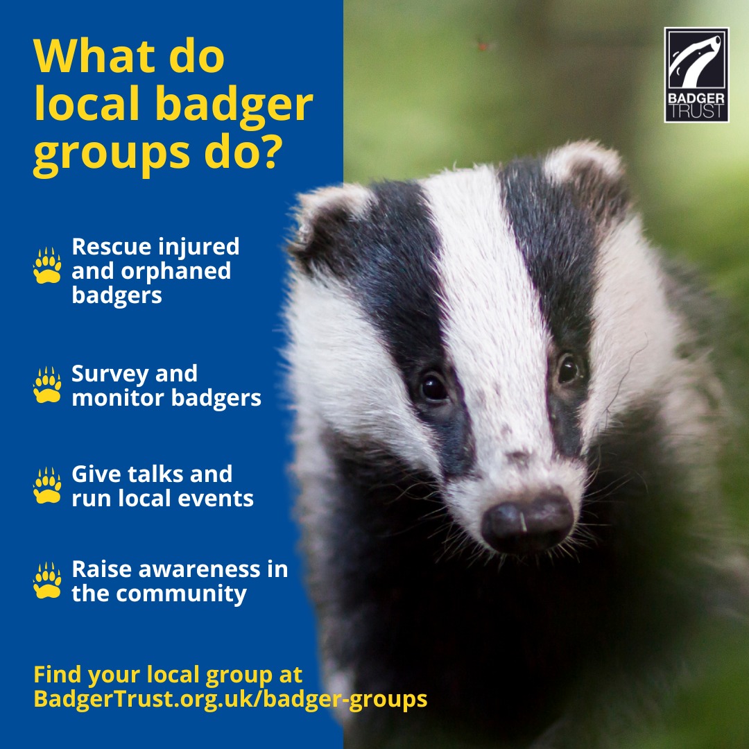 Badger - Behind every sett survey, every rescue call, and every ...