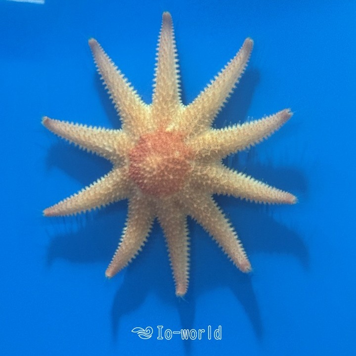 ○サツマハオリムシ○ . 1993年に錦江湾の水深82mで発見されました