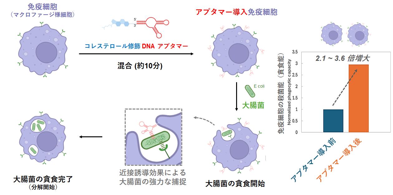 東京大学 大学院総合文化研究科 広域科学専攻 生命環境科学系