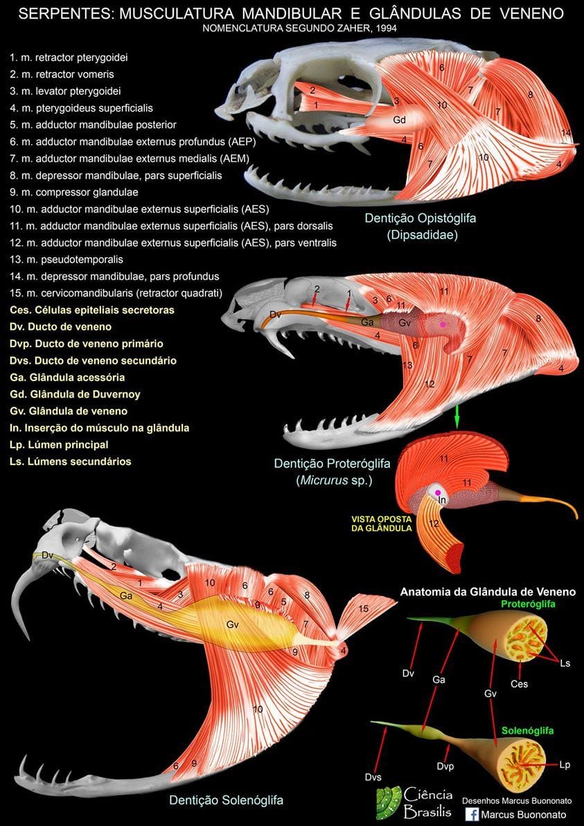 Biología por el mundoo - En esta infografía se muestra la musculatura ...