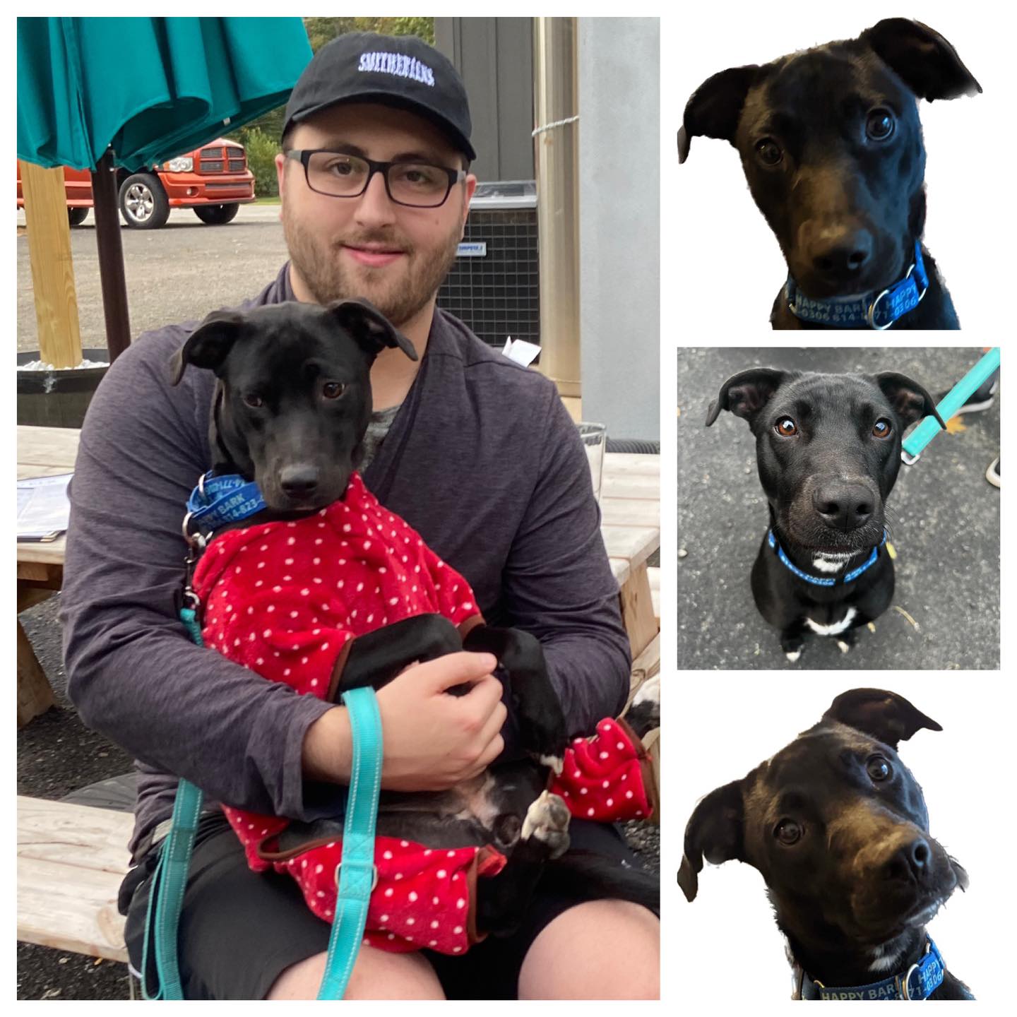 Happy Bark - Black lab/pittie mix Dory was rocking her... | Facebook