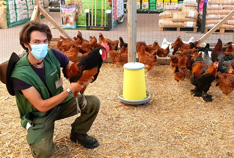 Sitemapcdatahttpshopmixel Thicoipeinfovente De Poules Gamm Vertnull