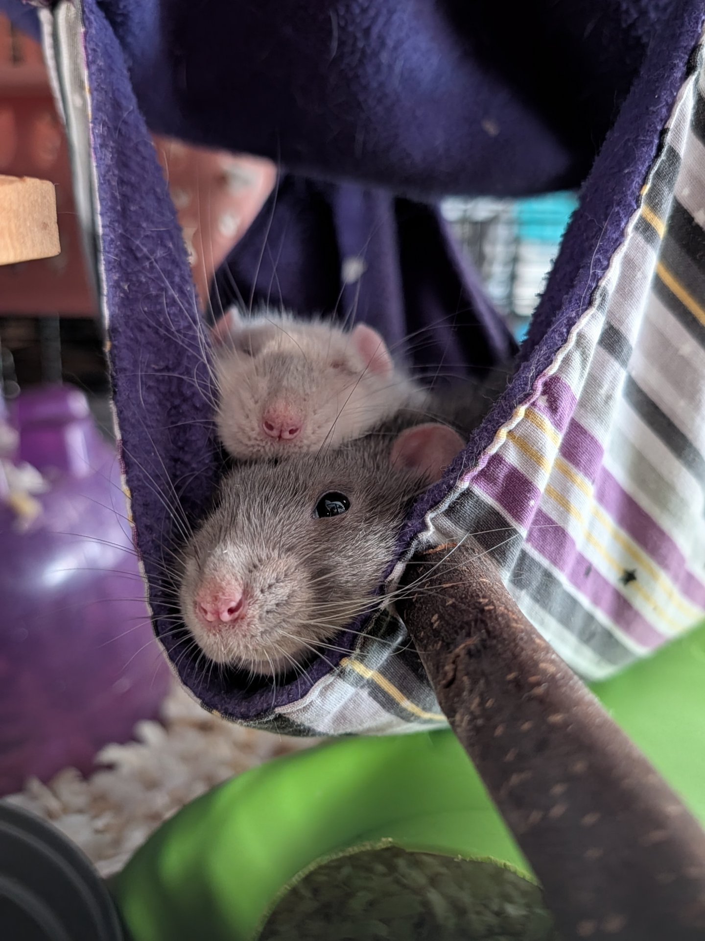 A warm and lazy Sunday calls for... - South Bay Rodent Rescue | Facebook