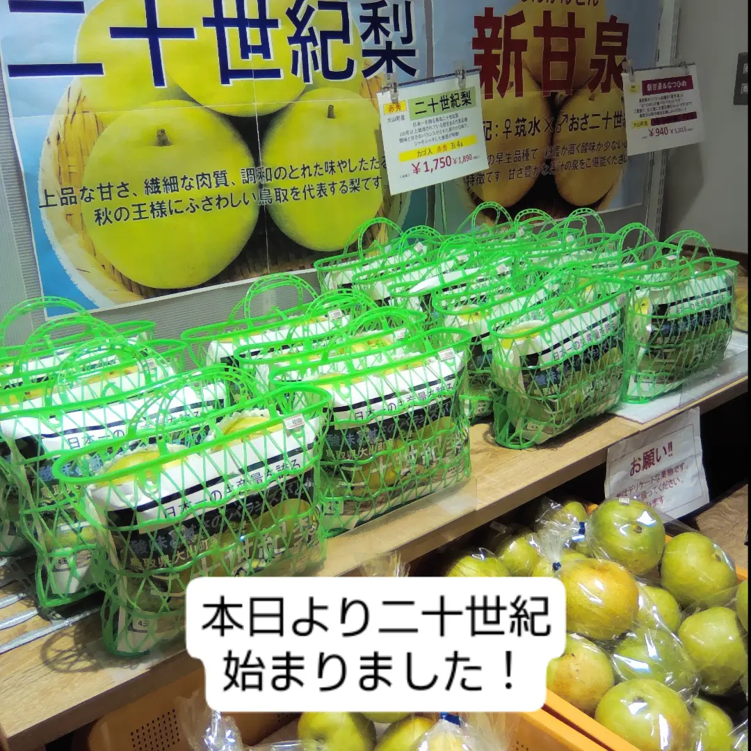 長〜いさやが特徴の三尺ささげ、登場しています🫛 見た目は長い