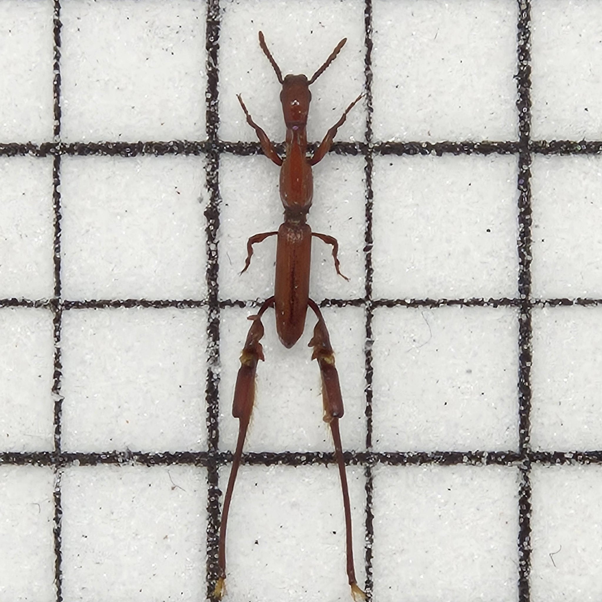 代客展足，標本分享巨人犀角金龜Oryctes gigas ♂74mm ♀71mm 體長50
